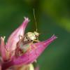 307746 – Photo : jean-claude josien – France (62)
